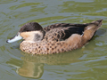 Blue-billed Teal